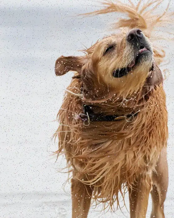Een hond schudt zich droog